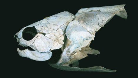 Mcnamaraspis kaprios